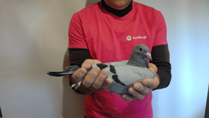 Pigeon image