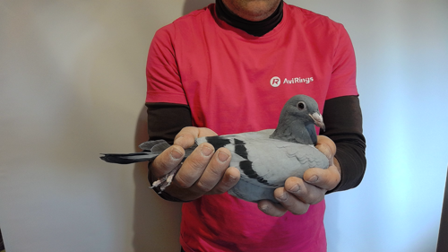 Pigeon image