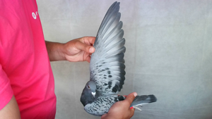Pigeon image
