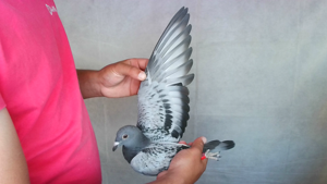 Pigeon image