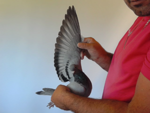 Pigeon image