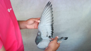 Pigeon image