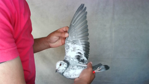 Pigeon image