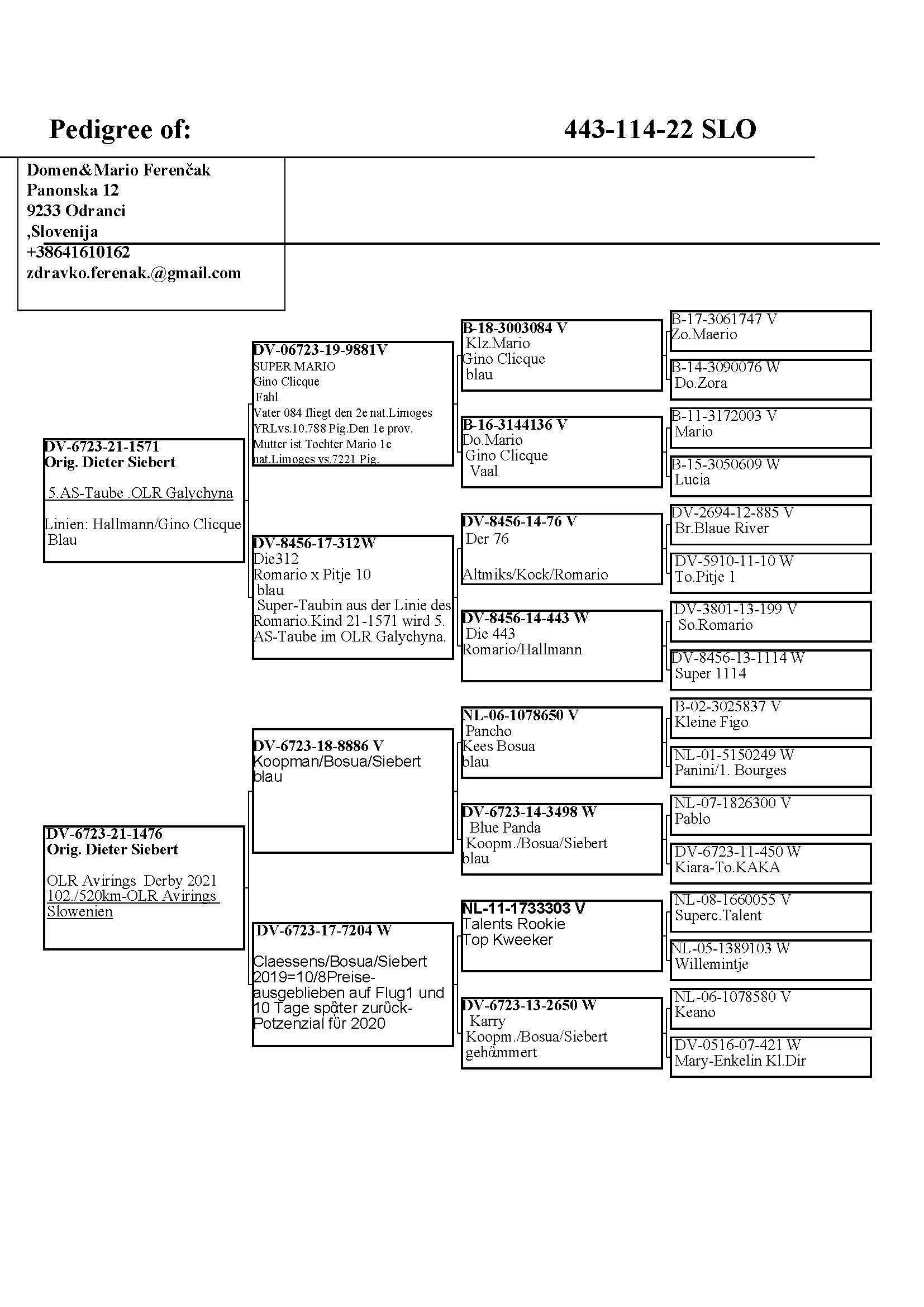 Pigeon pedigree image