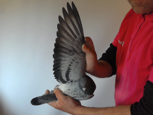 Pigeon image