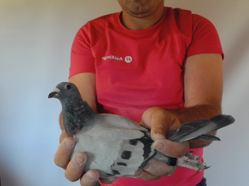 Pigeon image