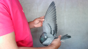Pigeon image