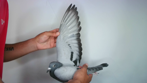 Pigeon image