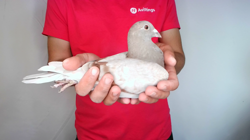 Pigeon image
