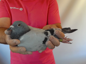 Pigeon image