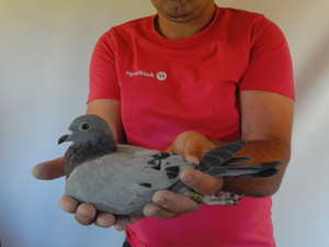 Pigeon image