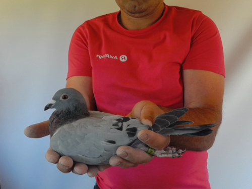 Pigeon image