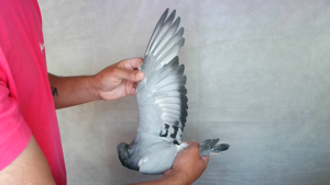 Pigeon image
