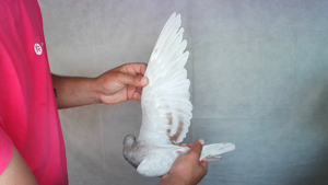 Pigeon image