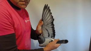 Pigeon image