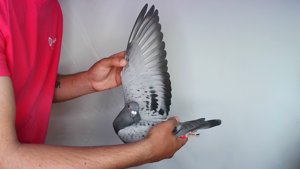 Pigeon image