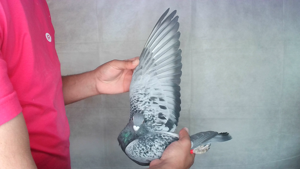 Pigeon image