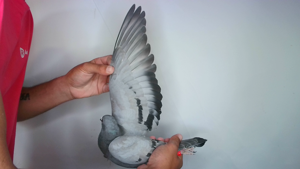 Pigeon image