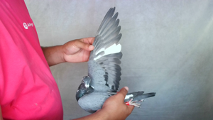 Pigeon image