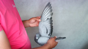 Pigeon image