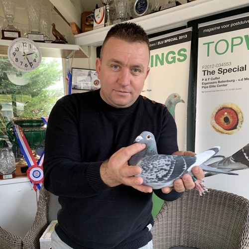 Pigeon image