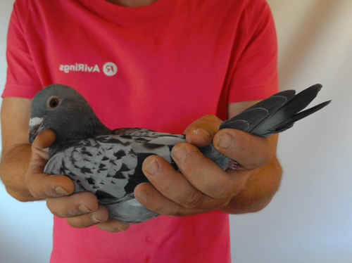 Pigeon image