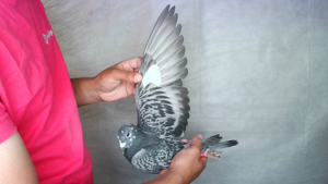 Pigeon image
