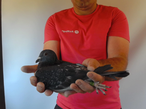Pigeon image