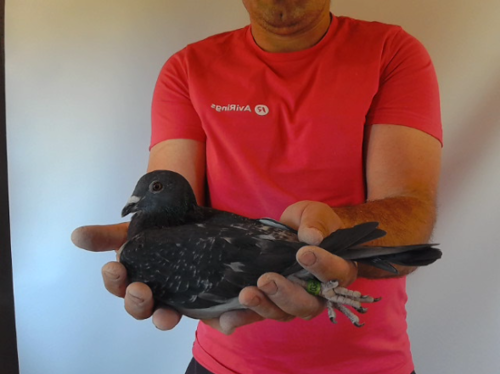 Pigeon image