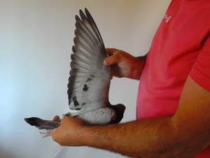 Pigeon image