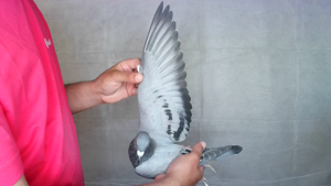 Pigeon image