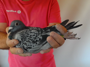 Pigeon image