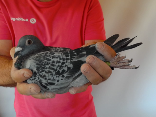 Pigeon image