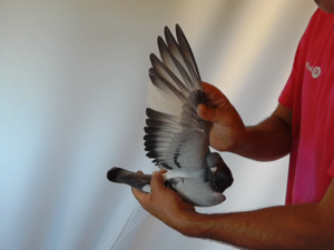 Pigeon image