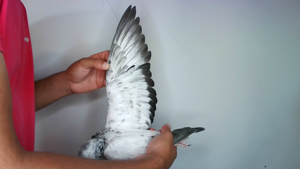 Pigeon image