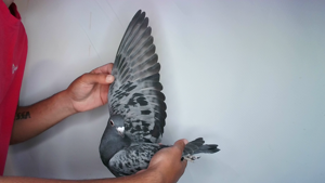 Pigeon image