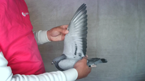 Pigeon image