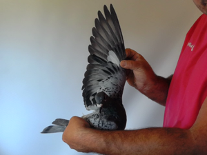 Pigeon image