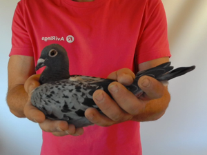 Pigeon image