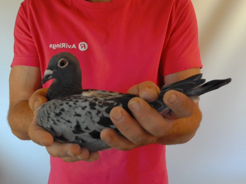 Pigeon image