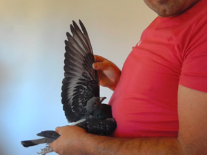 Pigeon image