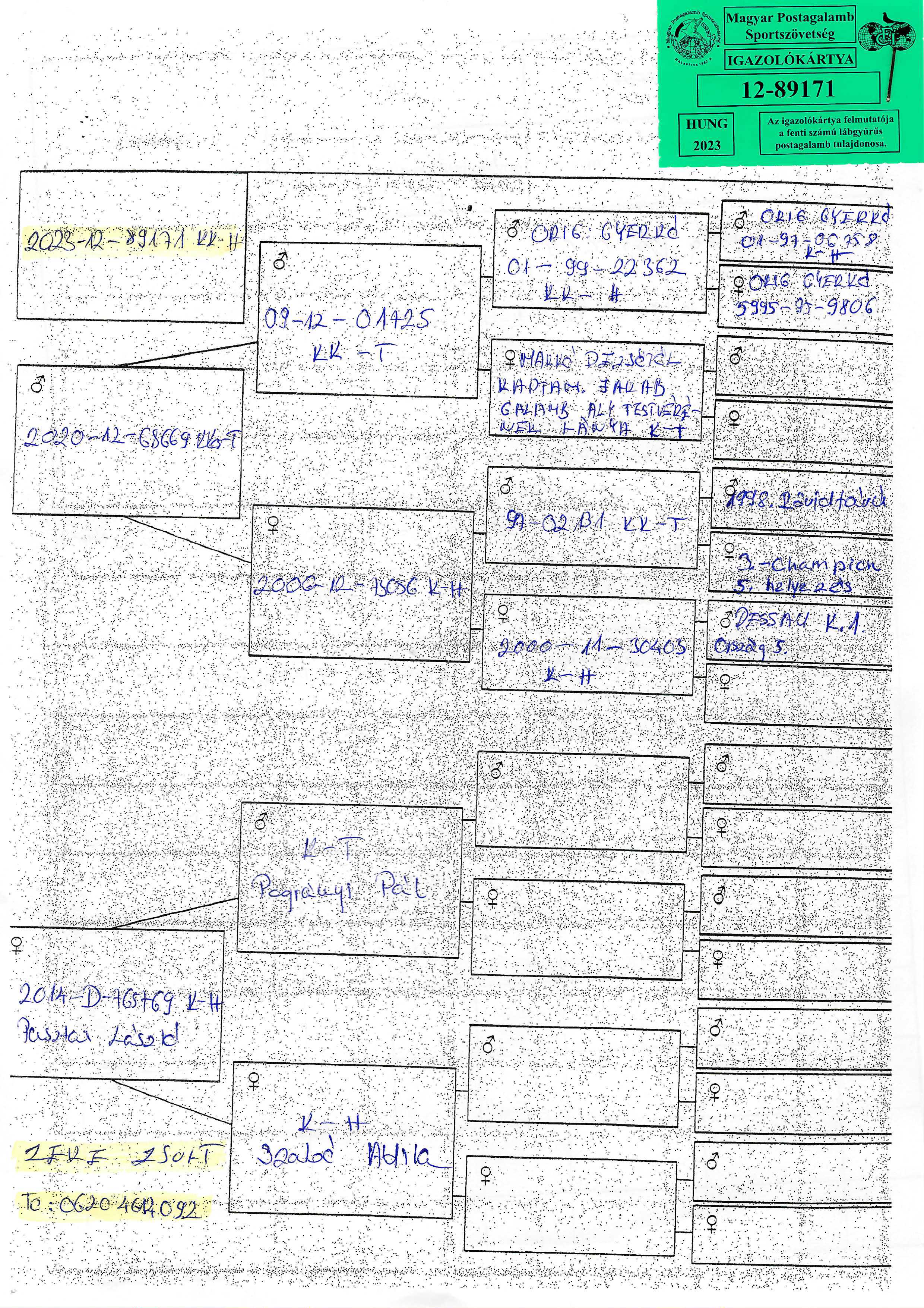 Pigeon pedigree image