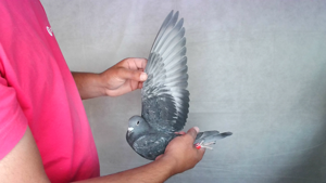 Pigeon image