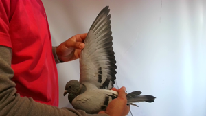 Pigeon image