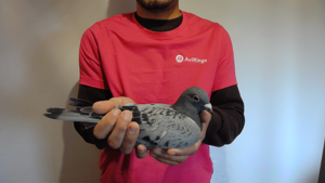 Pigeon image