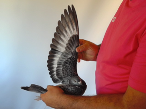 Pigeon image