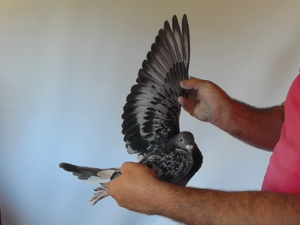Pigeon image