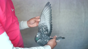 Pigeon image