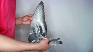 Pigeon image
