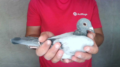 Pigeon image